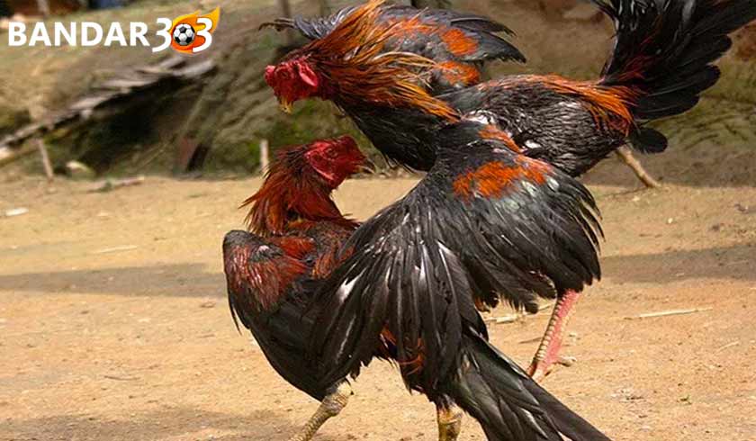 kelebihan dan teknik bertarung ayam bangkok birma asli